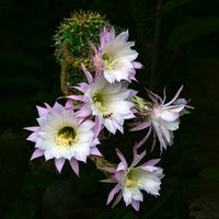 Echinopsis Oxygona 5